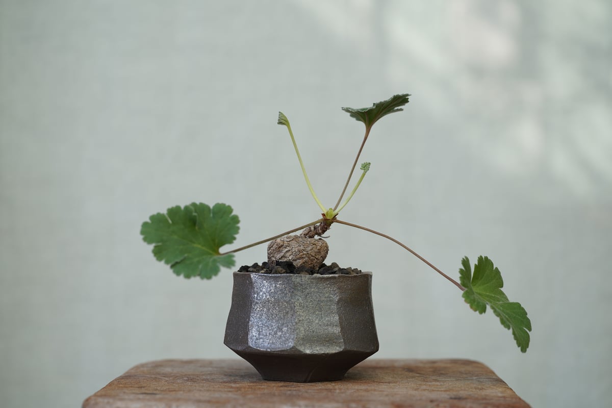 Pelargonium lobatum | mana's farm:塊根植物・アガベ・ドライガ