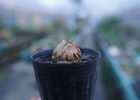 亀甲竜　Dioscorea elephantipes　No.8