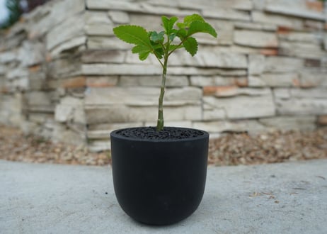 【沖縄実生株】ブルセラ ヒンドシアナ Bursera hindsiana