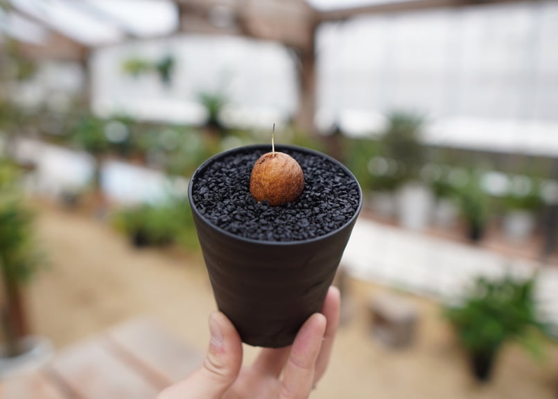 亀甲竜 直径約11センチ 新芽展開中 最終価格です。 亀甲竜 直径約11