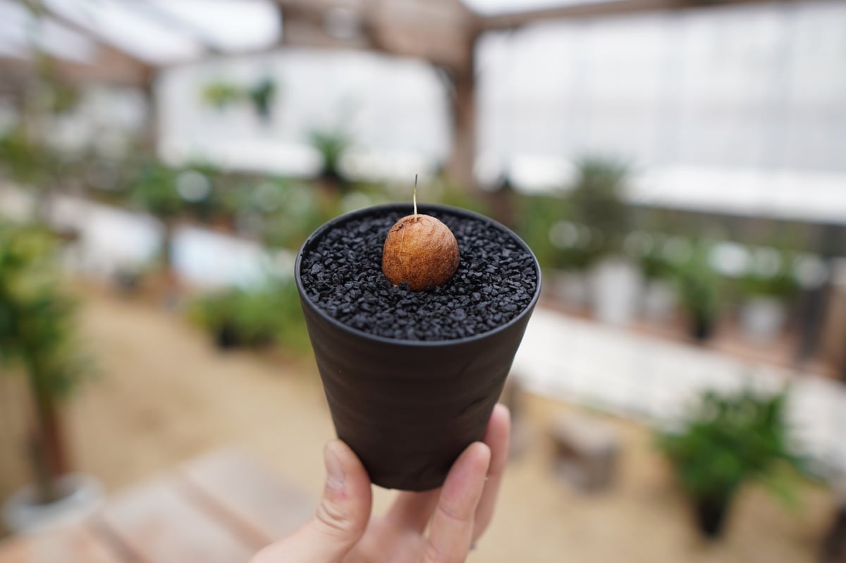 亀甲竜　直径約11センチ 亀甲竜 【公式通販】