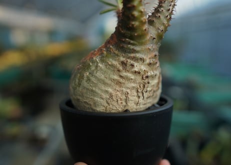 パキポディウム　グラキリス　 Pachypodium Gracilius  No.4