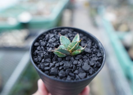 アガベ　チタノタ　 ブラックアンドブルー 　Agave titanota black and blue　No.14