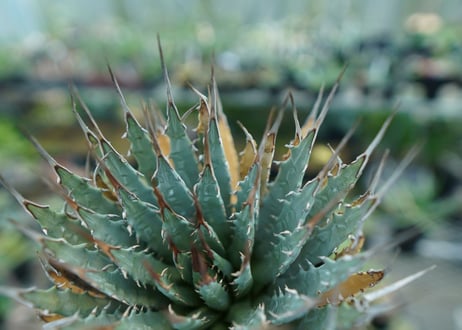 アガベ　ユタエンシス　Agave uthaensis　No.3