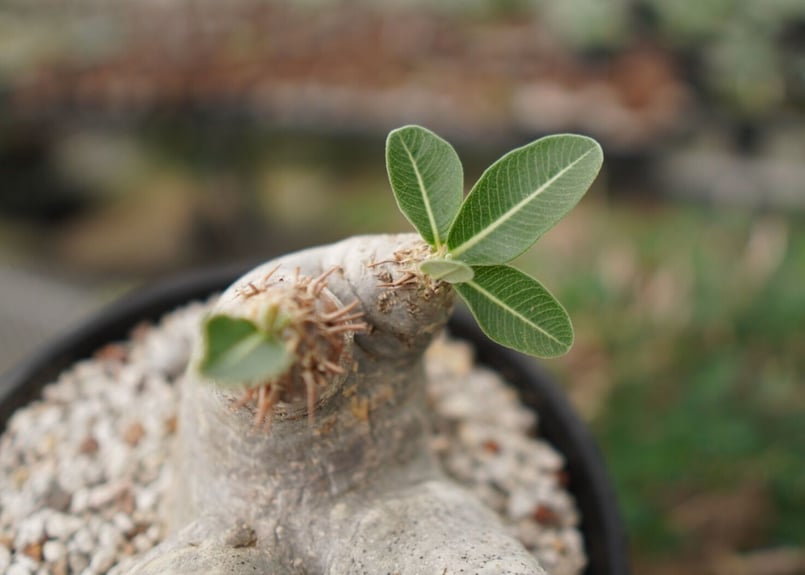 パキポディウム エブレネウム NO.3 | mana 