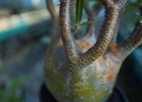 パキポディウム　グラキリス　 Pachypodium Gracilius  No.1