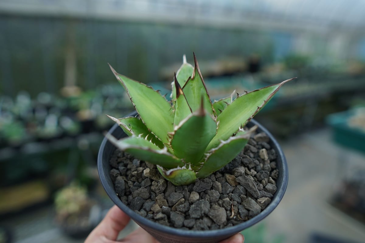 アガベ チタノタ 剣竜 Agave titanota Kenryu | mana's farm