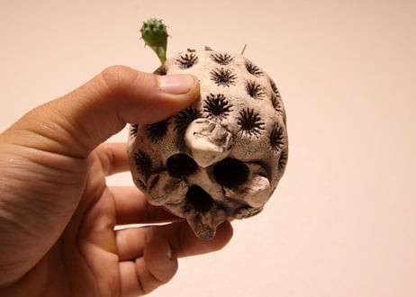 ユーフォルビア　バリダ　Euphorbia valida