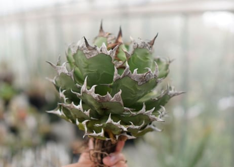 Agave titanota FO-76  I dwarf   (G)