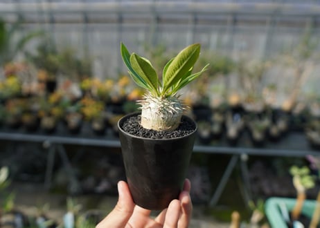 パキポディウム　恵比寿大黒　Pachypodium Densicaule