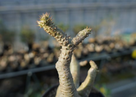 パキポディウム マカイエンセ　Pachypodium makayense　No.5