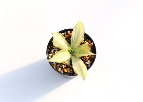 Agave  楊貴妃　№３