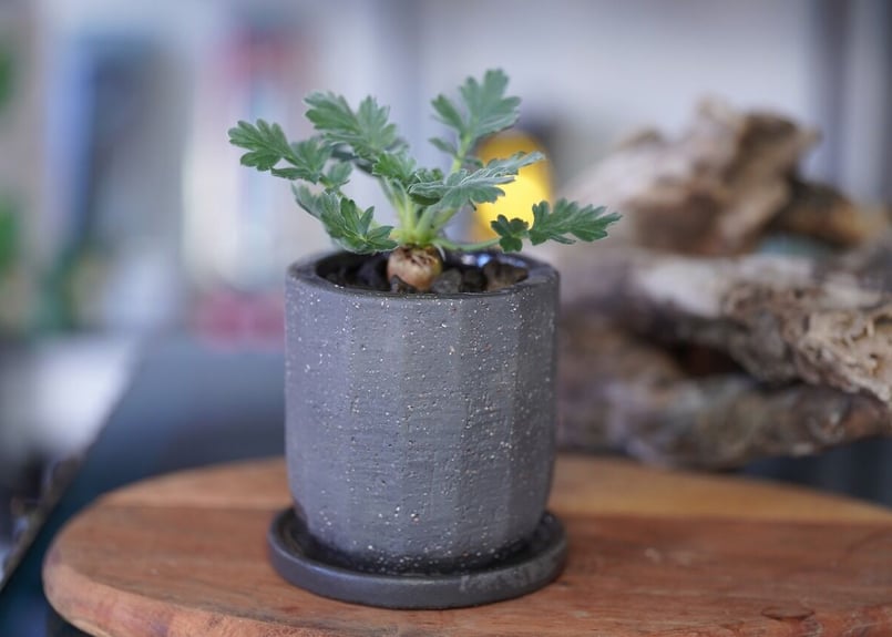 Pelargonium incrassatum | mana's farm:塊根植物・アガベ・