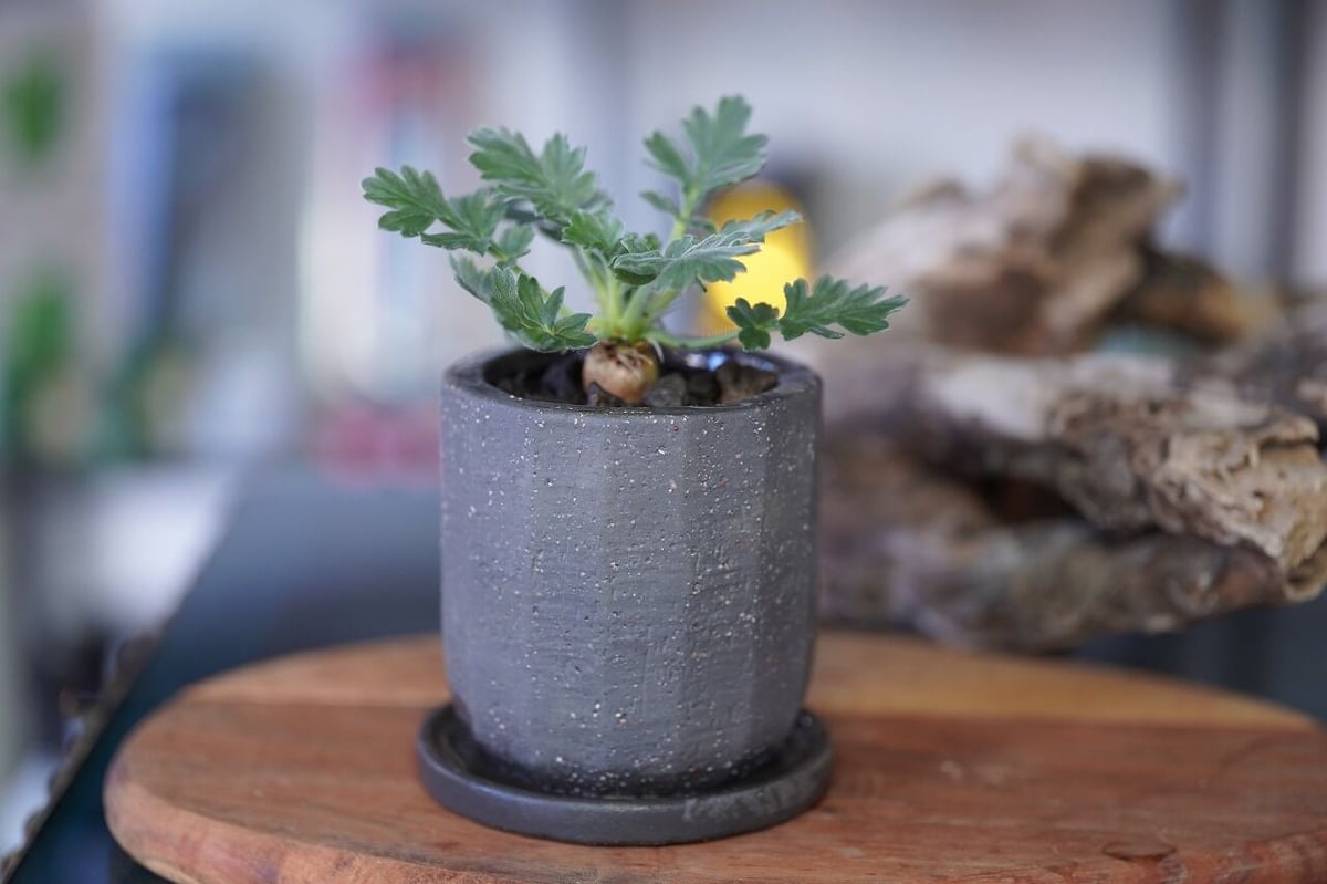 新作 fit=scale-down,w=1200 塊根植物・コーデックス