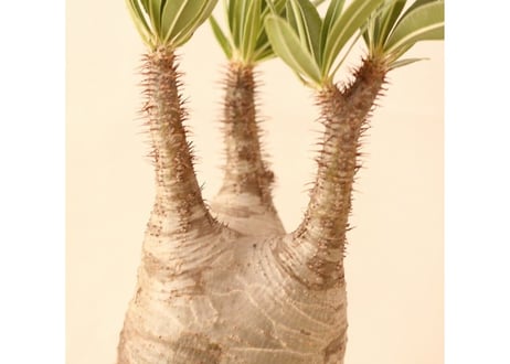 Pachypodium Gracilius パキポディウム  グラキリス  №１０