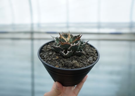 アガベ　チタノタ　FO-76  Agave titanota FO-76　No.2