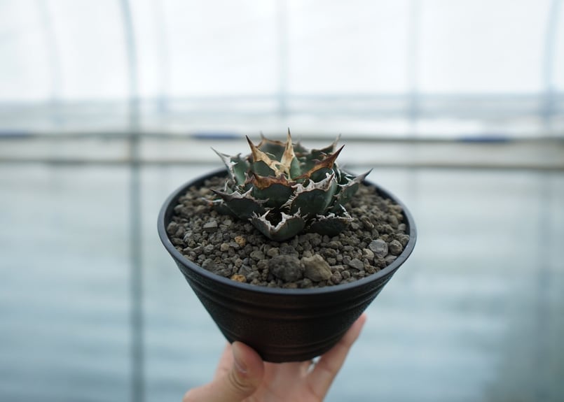 アガベ　FO-076　select株（コピスガーデン産） 2株セット アガベ FO-076 select株（コピスガーデン産） 2株セット アガベ