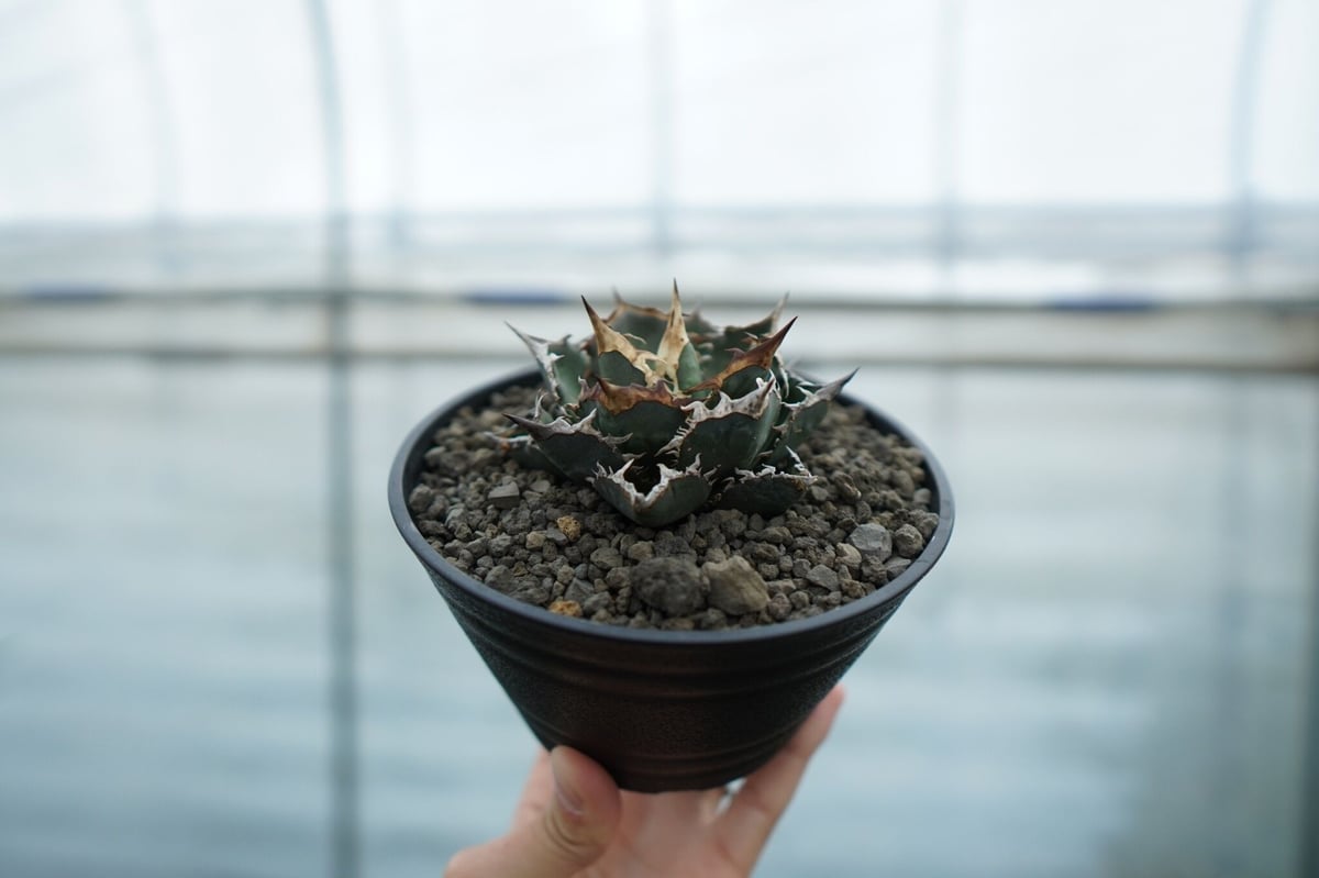 アガベ チタノタ FO-76 Agave titanota FO-76 No.2 | man