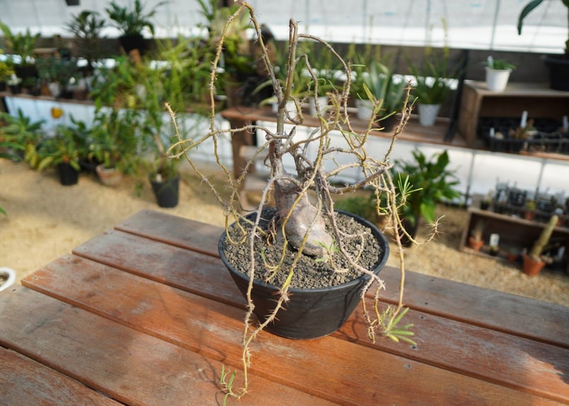 パキポディウム サキュレンタム | mana's farm:塊根植物・アガベ