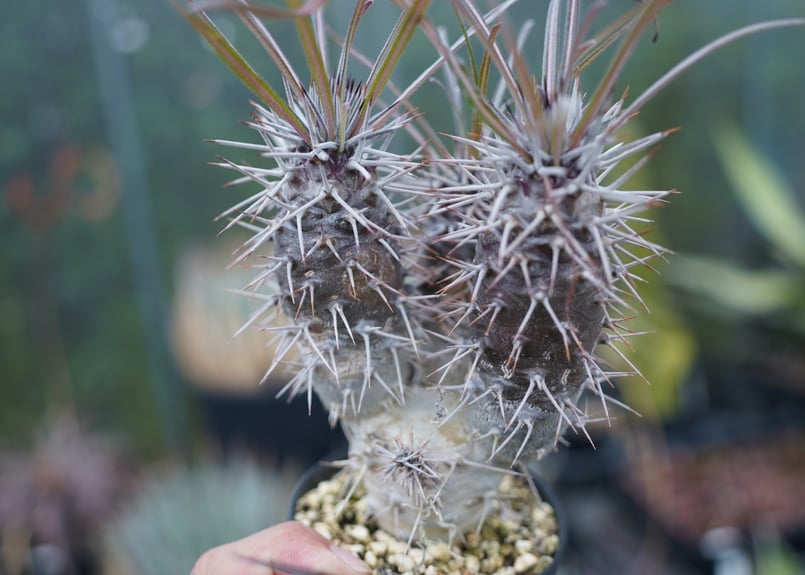 パキポディウム ゲアイ | mana's farm:塊根植物・アガベ・ドライ