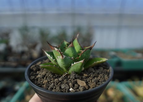アガベ　チタノタ　剣竜　agave titanota kenryu　A4