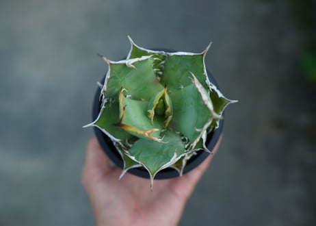 アガベ　チタノタ　FO-76　agave titanota  FO-76　No.3