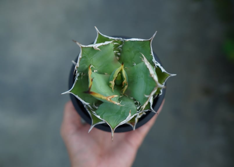 アガベ チタノタ FO-76 agave titanota FO-76 No.3 | man