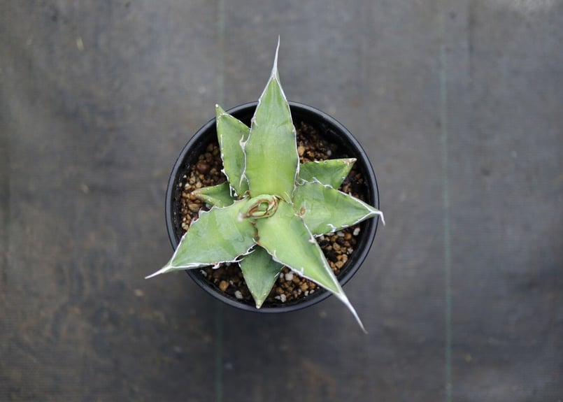 アガベ キシロナカンサ | mana's farm:塊根植物・アガベ・ドライ