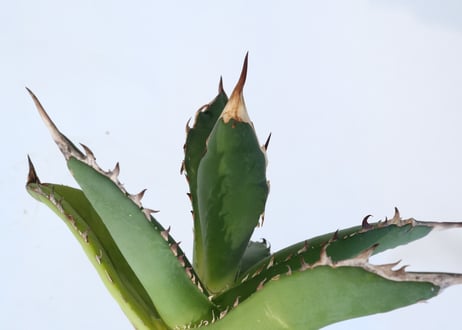 Agave titanota 'FO-76 teeth on back of leaf clone