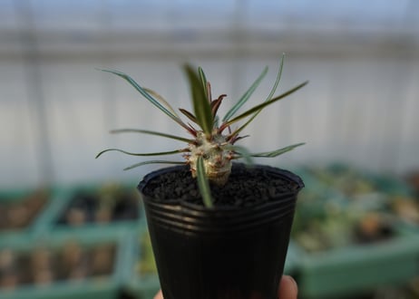 パキポディウム　グラキリス　 Pachypodium Gracilius  No.4