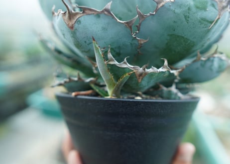 アガベ　チタノタ　 ブラックアンドブルー 　Agave titanota black and blue　No.3