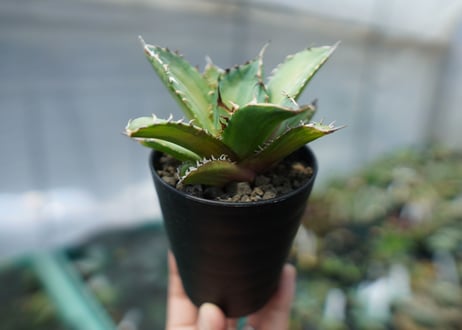 アガベ　チタノタ　錦　Agave titanota Variegated