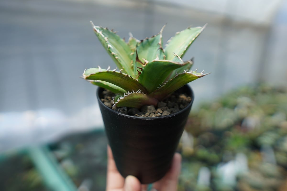 アガベ チタノタ 錦 Agave titanota Variegated | mana's g アガベ チタノタ 錦 Agave titanota Variegated | mana's g