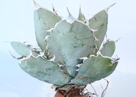 Agave titanota 'White Ice'  №２