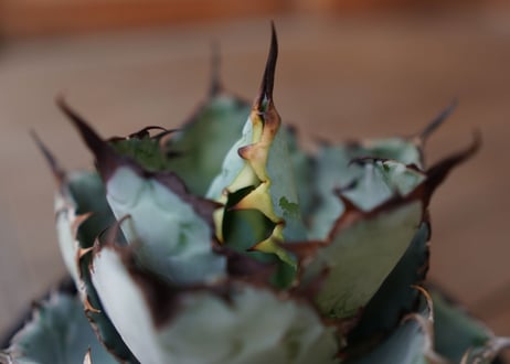 Agave titanota 'black and blue'　No.1