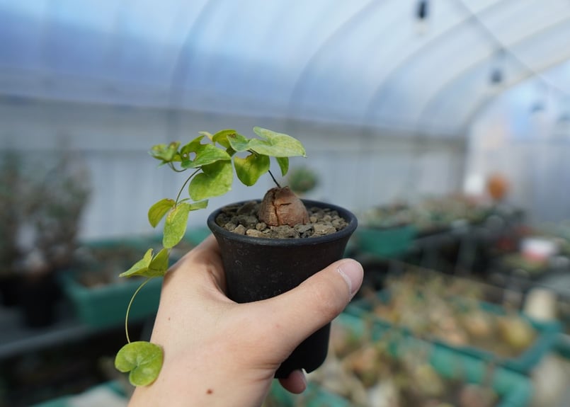 亀甲竜C 亀甲竜 Dioscorea elephantipes C1 | mana's green:塊根