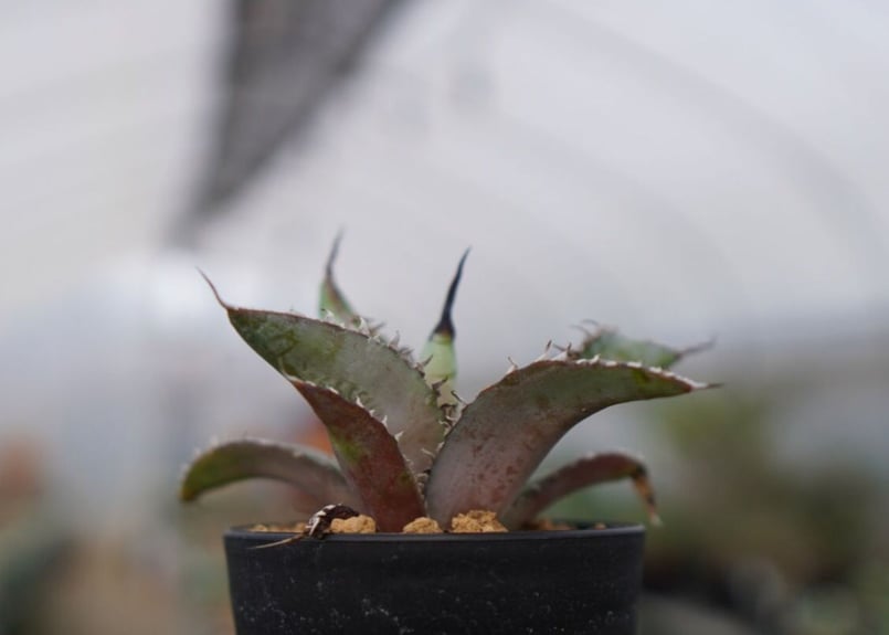 アガベ チタノタ ブルー NO.1 | mana's farm:塊根植物・アガベ