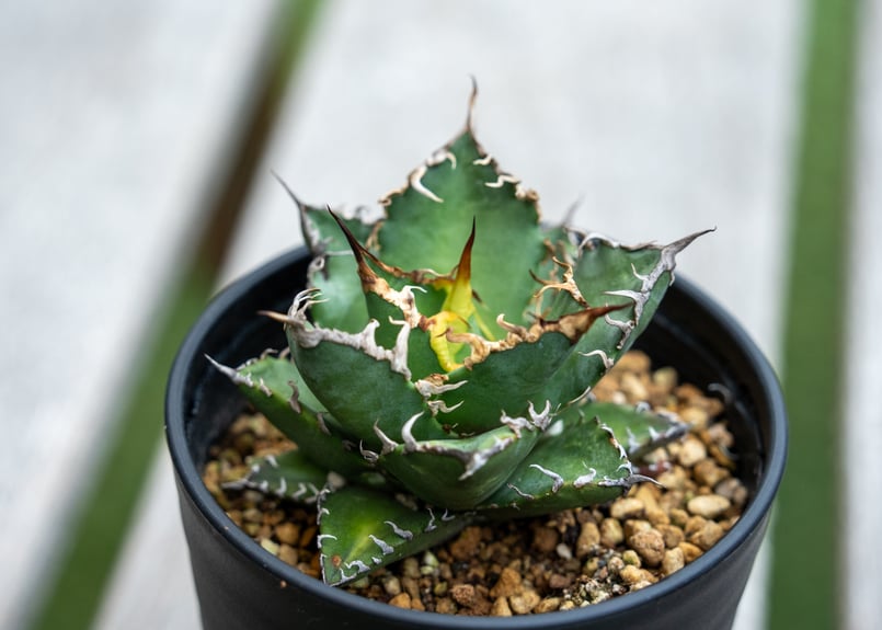 アガベ チタノタ シーザー | mana's farm:塊根植物・アガベ・ドライ