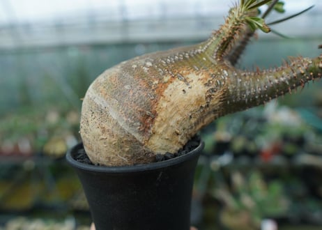 パキポディウム　グラキリス　Pachypodium gracilius　No.2