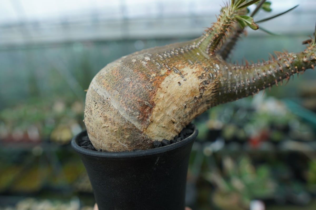 パキポディウム グラキリス Pachypodium gracilius No.2 | mana