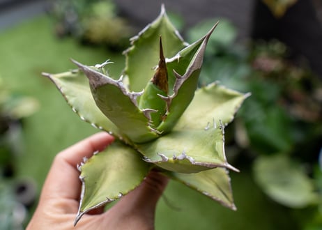 Agave Sowing seeds A NO.6