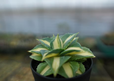 アガベ　王妃雷神錦　黄中斑　Agave　“Ohi Raijin Nishiki Kinakahu”