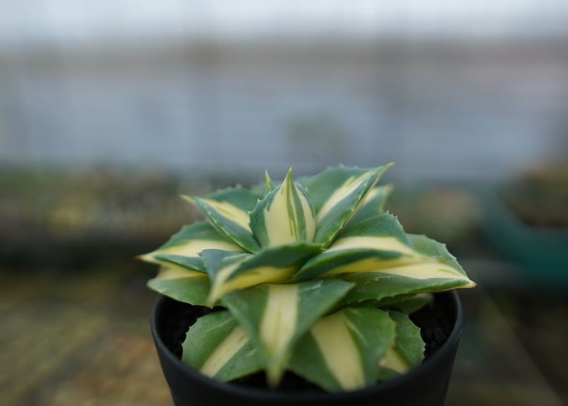 アガベ 王妃雷神錦 黄中斑 Agave “Ohi Raijin Nishiki Kinakah