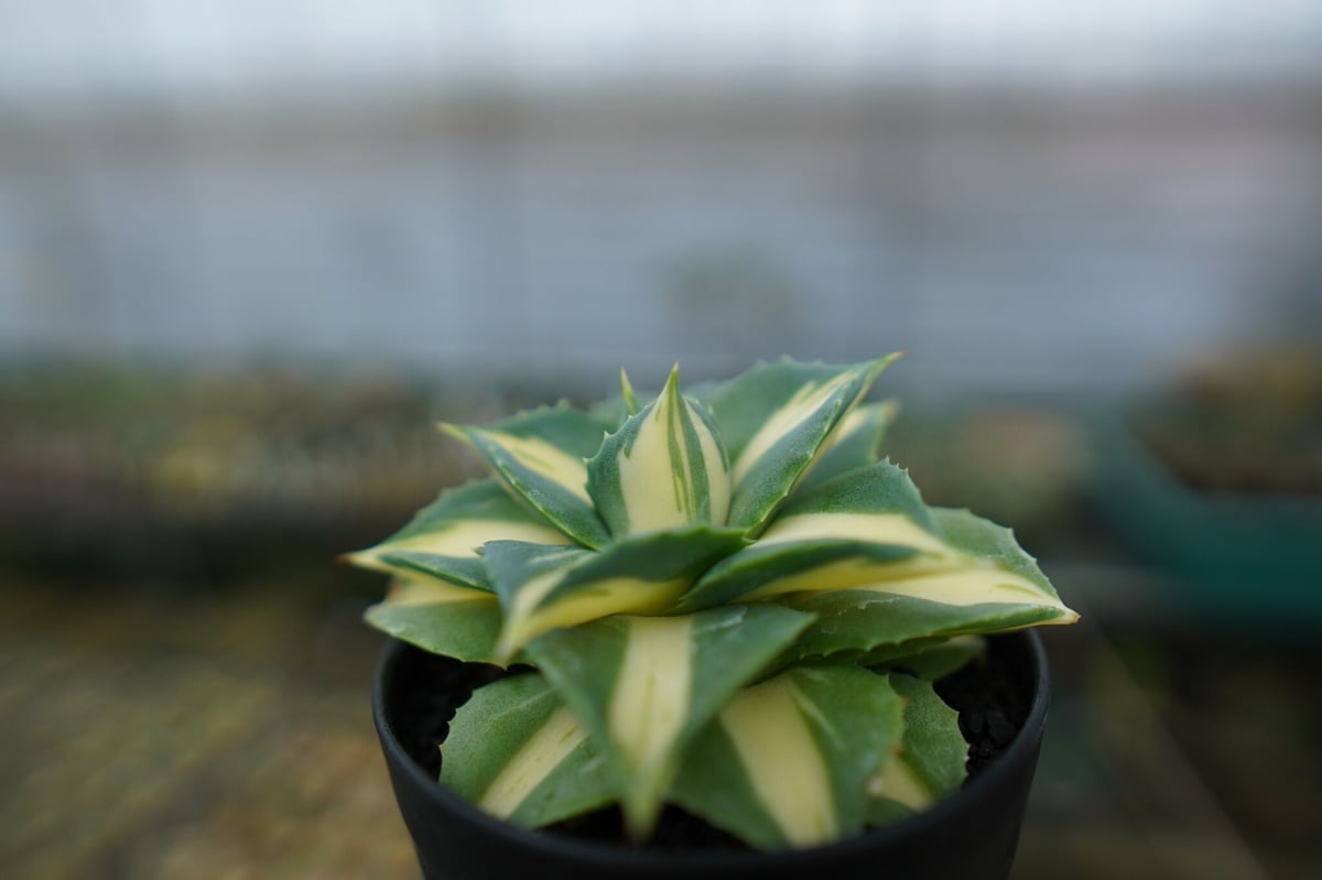 アガベ 王妃雷神錦 黄中斑 Agave “Ohi Raijin Nishiki Kinakah