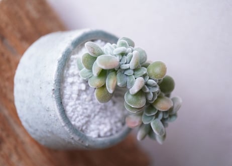 Echeveria pulvinata'Frosty'