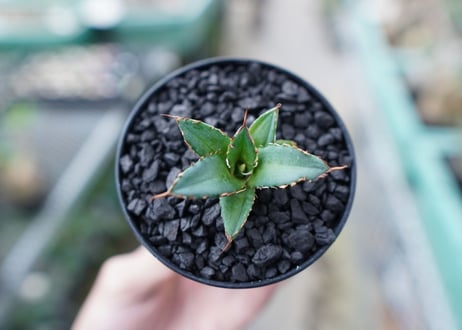 アガベ　チタノタ　FO-76　Agave titanota  FO-76　No.30