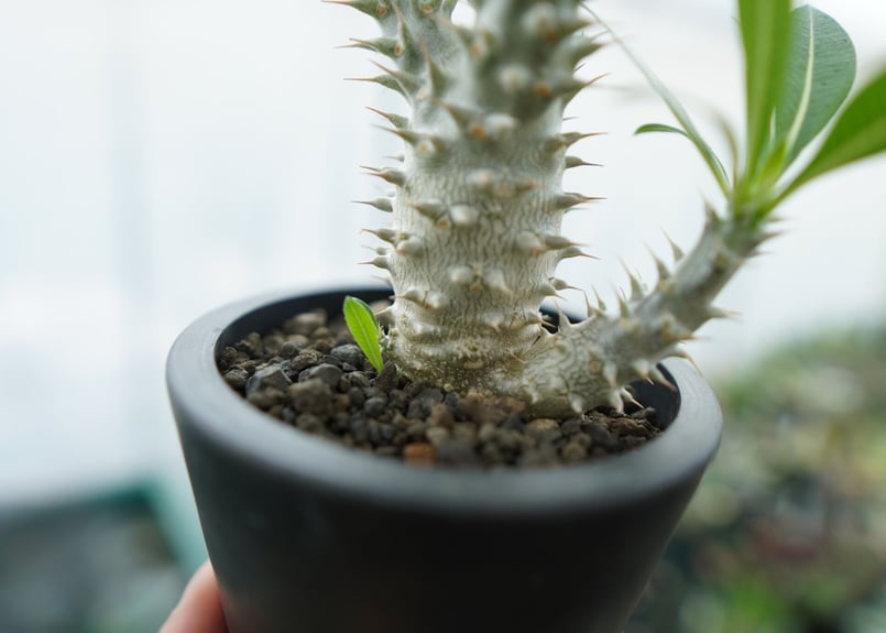 パキポディウム ホロンベンセ Pachypodium horombense No.11 |