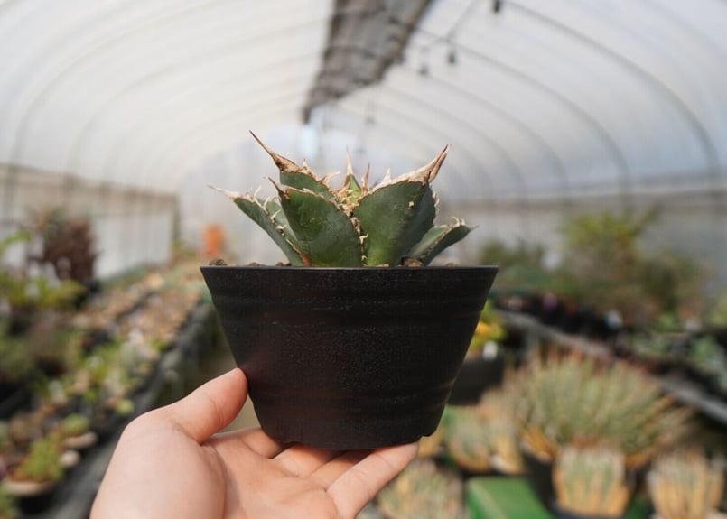 agave oteroi oaxaca NO.2 | mana's farm:塊根植物・アガベ