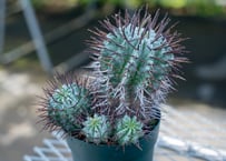 コミフォラ カペンシス | mana's farm:塊根植物・アガベ・ドライ