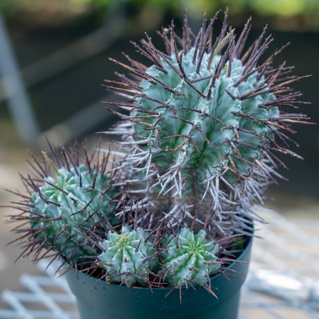 マジョール | STORES